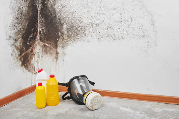 Best Toxic Mold Removal  in Brackettville, TX