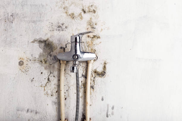Best Certified Mold Removal  in Brackettville, TX