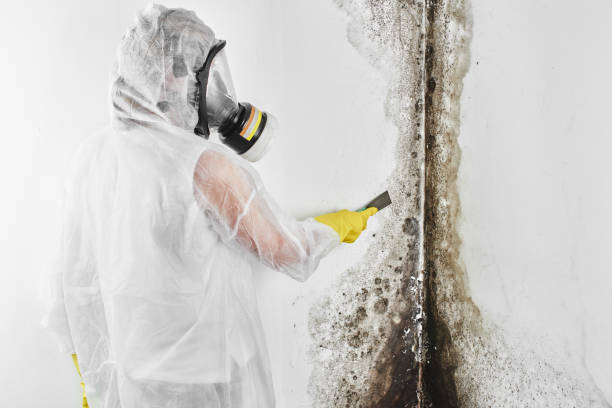 Best Best Mold Removal Companies  in Brackettville, TX