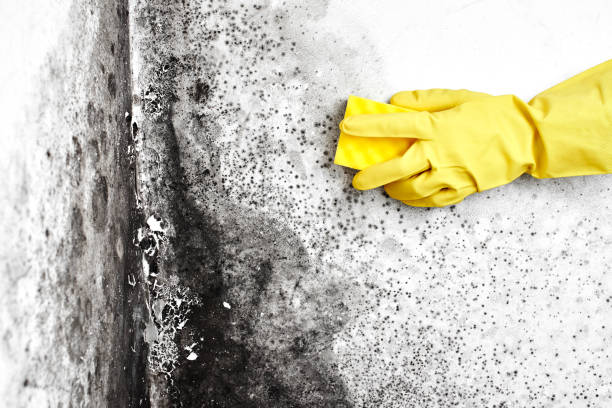 Best Mold Cleaning Services  in Brackettville, TX