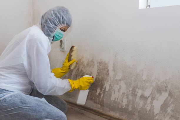 Office Mold Removal Services in Brackettville, TX