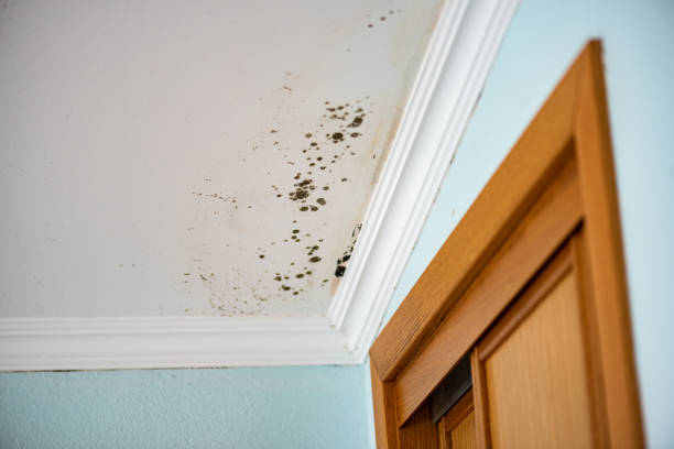 Best Office Mold Removal Services  in Brackettville, TX