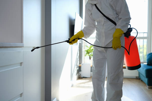 Best Same-Day Mold Removal  in Brackettville, TX