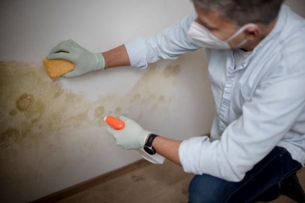 Trusted Brackettville, TX Mold Removal Experts