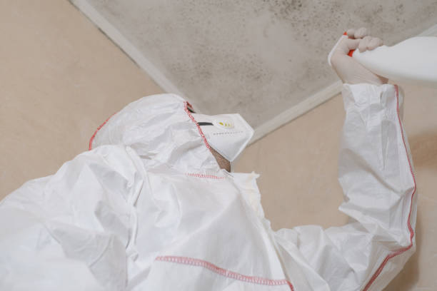 Best Commercial Mold Removal  in Brackettville, TX