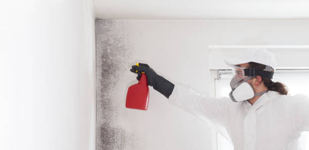 Best Mold Testing  in Brackettville, TX