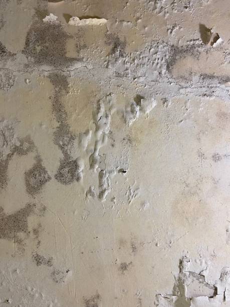 Reliable Brackettville, TX Mold Removal Solutions