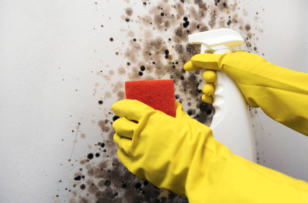 Best Home Mold Removal  in Brackettville, TX