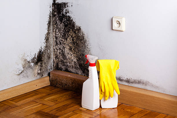 Best Professional Mold Removal  in Brackettville, TX