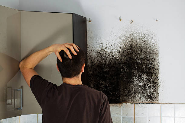 Best Mold Damage Repair  in Brackettville, TX