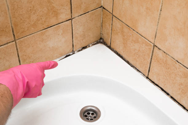 Best Best Mold Removal Companies  in Brackettville, TX